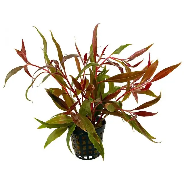 Alternanthera reineckii 'Pink'